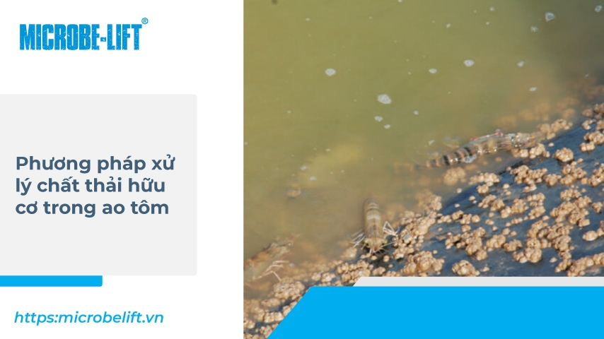 Equac 2 Phuong Phap Xu Ly Chat Thai Huu Co Trong Ao Tom