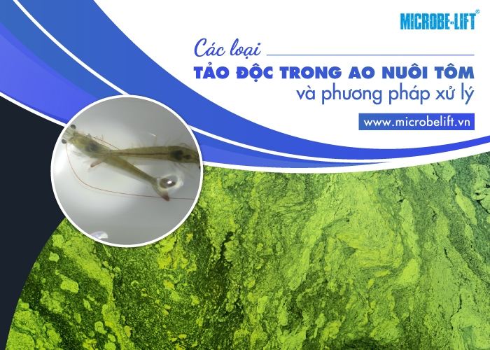 Equac 7 Cac Loai Tao Doc Trong Ao Nuoi Tom Va Phuong Phap Xu Ly 1
