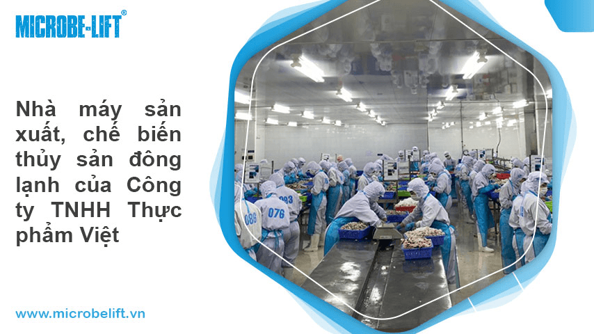 Frozen seafood production and processing factory of Viet Food Company Limited.