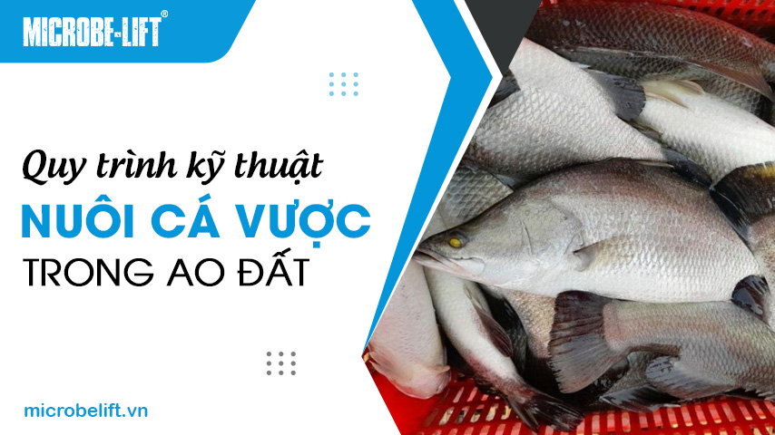 New Seafood 2 Nuoi Ca Vuoc Trong Ao Dat